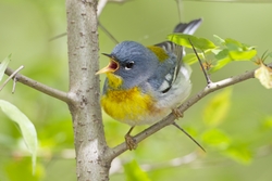Northern Parula