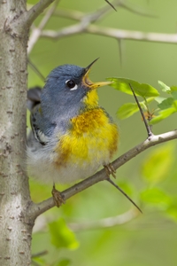 Northern Parula