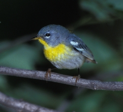 Northern Parula