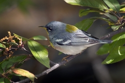 Northern Parula