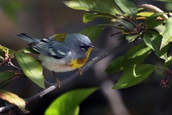 Northern Parula