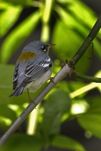 Northern Parula