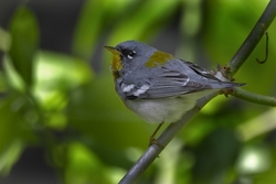 Northern Parula