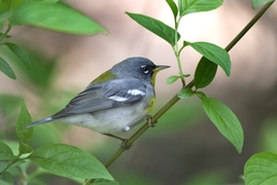 Northern Parula