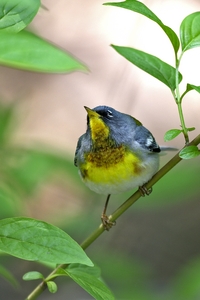 Northern Parula