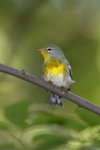 Northern Parula