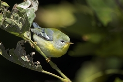Northern Parula