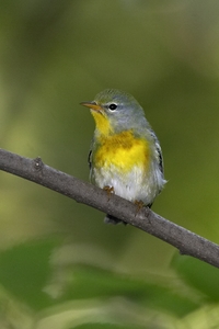 Northern Parula