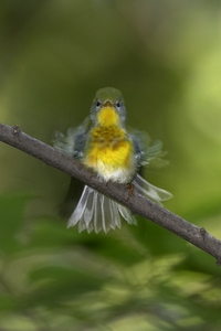 Northern Parula