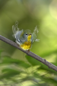 Northern Parula