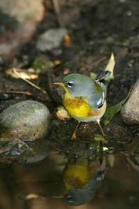 Northern Parula
