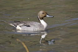 Northern Pintail