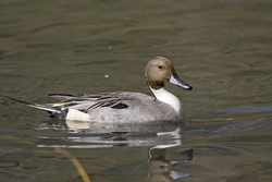 Northern Pintail