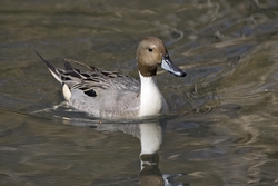Northern Pintail