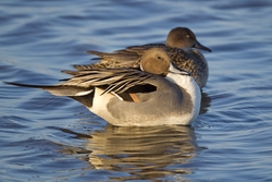 Northern Pintail