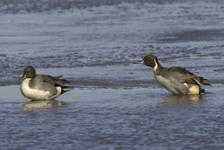 Northern Pintail