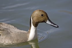 Northern Pintail