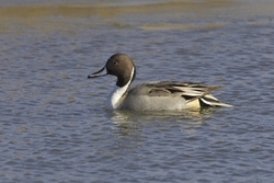 Northern Pintail