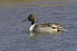 Northern Pintail