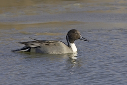Northern Pintail