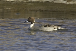 Northern Pintail