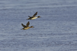 Northern Pintail