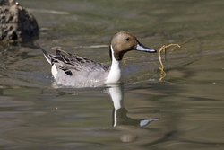 Northern Pintail