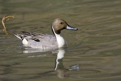 Northern Pintail