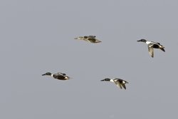 Northern Shoveler