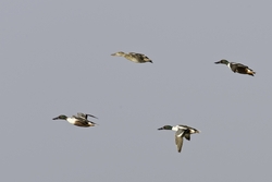 Northern Shoveler