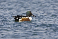 Northern Shoveler