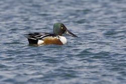 Northern Shoveler