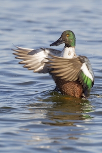Northern Shoveler