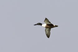 Northern Shoveler