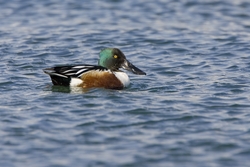 Northern Shoveler