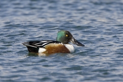 Northern Shoveler
