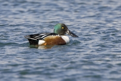 Northern Shoveler