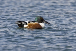 Northern Shoveler