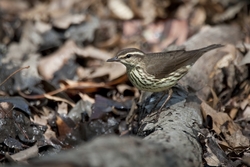 Northern Waterthrush