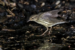 Northern Waterthrush