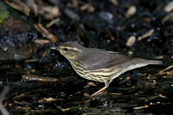Northern Waterthrush