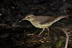 Northern Waterthrush