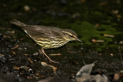 Northern Waterthrush