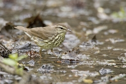 Northern Waterthrush