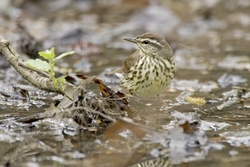 Northern Waterthrush
