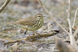 Northern Waterthrush