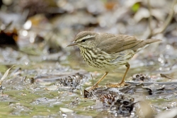 Northern Waterthrush