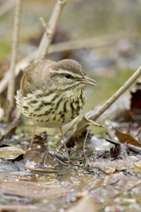 Northern Waterthrush