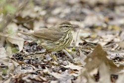 Northern Waterthrush
