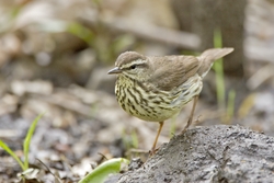 Northern Waterthrush